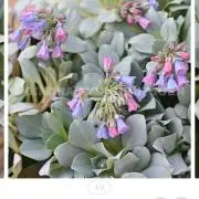 芙蓉の画像