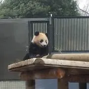 Lonの画像