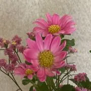 MMの画像