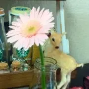 ひつじろの画像