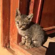 Razili