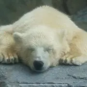 もちの画像