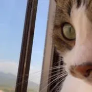 きょーか