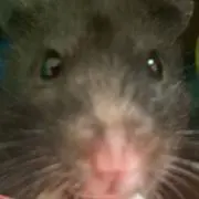あれこれ屋