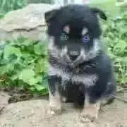 BDOGプロフ必読特別セール開催中の画像