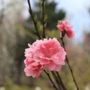 Rの画像