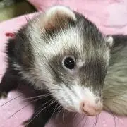 幸猫