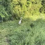 ぼた餅の画像