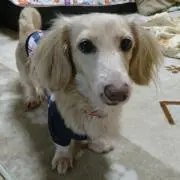 ひまわり