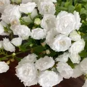 ほのぼの　プロフィール確認お願いしますの画像