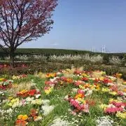 Aiの画像