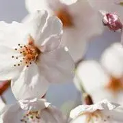 ジェニファー紘人