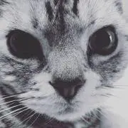 モノ吉