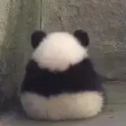 ぼちこ