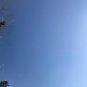ちびの画像