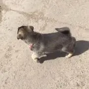 あや