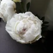 kay