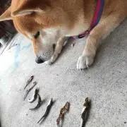 ちゃんたか