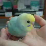 やえさんの画像