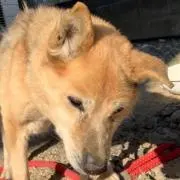 中川桃