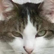 にゃん太郎