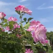 のんの画像