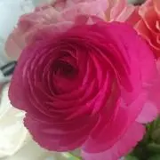 なおきっくの画像