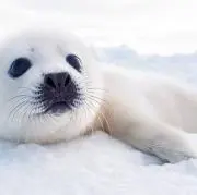 ようの画像