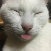 ちたす
