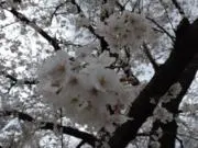 ヒヨの画像