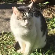 猫 大好き！あなたも？(*'▽'*)
