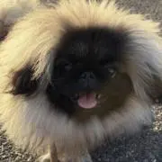 あお