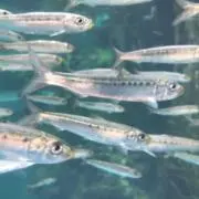 さかなの画像