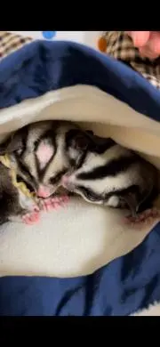 しぃの画像