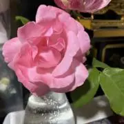 マダム55