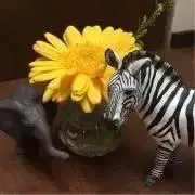 あひあひの画像
