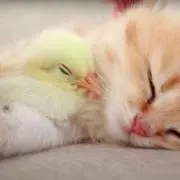 ぴーちゃんの画像