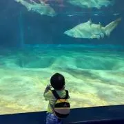 やまゆー