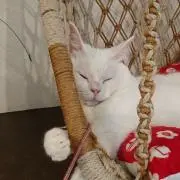✼ねむこ✼