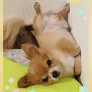 ★ダンデライオン★
