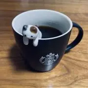 ミケの画像