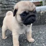ぴぴぴ