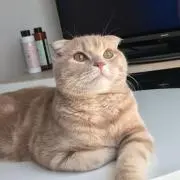 ゆらりん