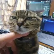 どんきちの画像