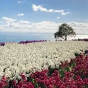 マーブル