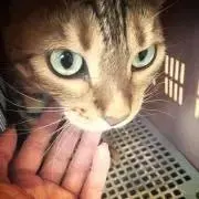 百音の画像