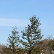 Y