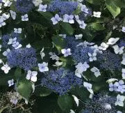 kasumisouの画像