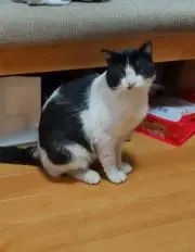 チィちゃんの画像
