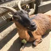大納言